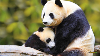 Mother and Baby Panda HD wallpaper