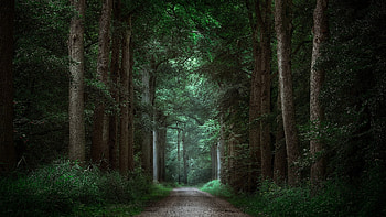Path, nature, forest, tree HD wallpaper