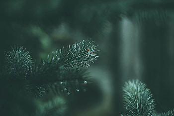 Needle, Drops, Macro, Wet, Branches, Fir, Spruce HD wallpaper