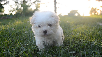Bolognese Dog, Adorable puppies, Havanese puppies HD wallpaper