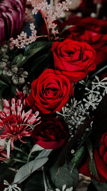 Red Roses, rose, flower HD phone wallpaper