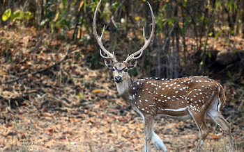 Chital stag, graphy, wild animals, , wild, wildlife, abstract, deer, nature, wilderness HD wallpaper