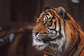 Tiger Wild, tiger, animals HD wallpaper