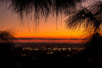 Sunset, City, Dark, Palm, Branches HD wallpaper