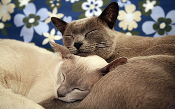 Cat sleep , Cute felines, Relaxing , Peaceful slumber HD wallpaper