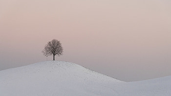 Winter, Nature, Twilight, Snow, Wood, Tree, Dusk, Hill HD wallpaper