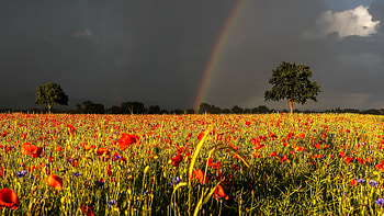 Rainbow, nature, graphy, field HD wallpaper