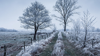 Winter, nature, tree, snow HD wallpaper