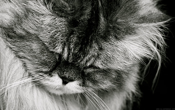 Cat, animal, grey, black and white HD wallpaper