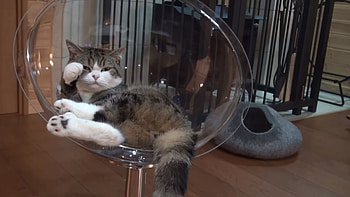 Cat bed, Maru (Cat) HD wallpaper