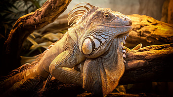 Iguana , Stunning reptile, Colorful scales, Nature background HD wallpaper