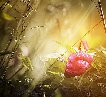 like a dream, rose, sunlight, flower, nature, dream HD wallpaper