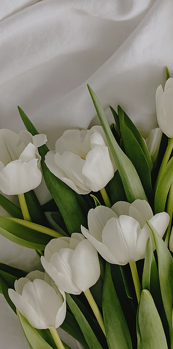 Tulips, herbaceous plant, art HD phone wallpaper