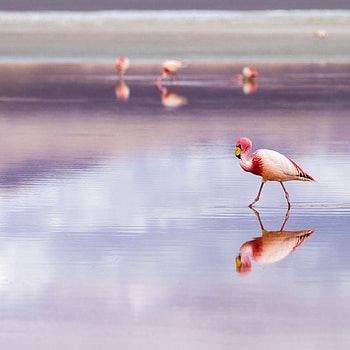 Bolivia, Flamingo, iPad Air HD phone wallpaper