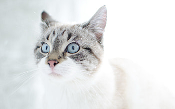 Animals, Cats HD wallpaper