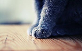 Cat Paw Just High Quality px 1.63 MB HD wallpaper