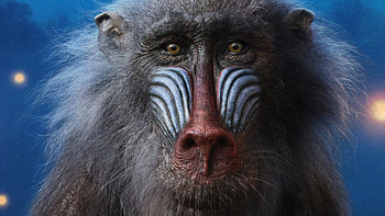 Rafiki, The Lion King HD wallpaper
