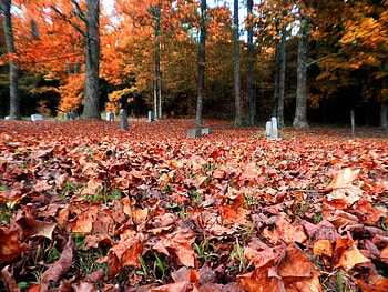 what lurks here, brown, leaves, place, red, trees, autumn, tomb, forest HD wallpaper