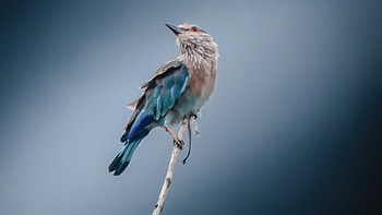 Blue And Brown Bird On Tree , birds HD wallpaper