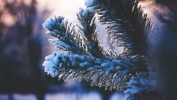 Winter wonderland, Spruce in snow, Blue frosty branches, Nature's serenity HD wallpaper