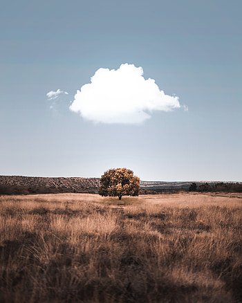 Nature, Grass, Wood, Tree, Field, Cloud HD phone wallpaper