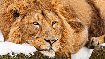 Lion, lion, animals HD wallpaper
