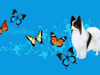 Papillion and Butterflies, dog, butterflies, papillion, swirls HD wallpaper