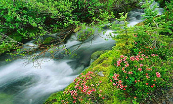 Forest stream, river, creek, nice, quiet, shore, greenery, calm, beautiful, grass, flow, green, branches, nature, flowers, lovely, forest, stream HD wallpaper