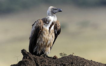 Vulture , Backgrounds, que views HD wallpaper