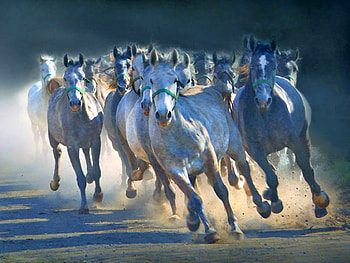 Running Horses, cool, horses, running HD wallpaper