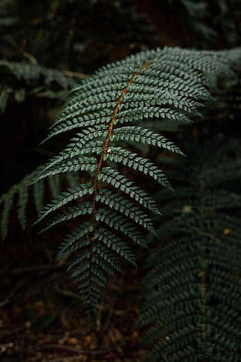 Bush, Dark, Fern, Sheet, Leaf HD phone wallpaper