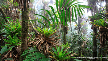 Sierre Nevada National Park Columbia, trees, rain forest, Columbia, South America HD wallpaper