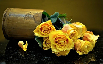 Yellow rose, rose, flowers, petals, yellow HD wallpaper