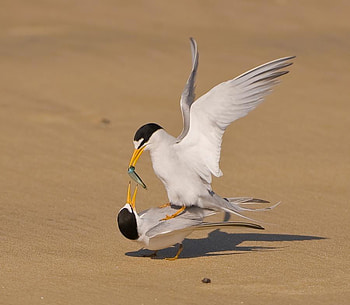 Fighting for a meal !, fish, funny, fighting, two birds HD wallpaper
