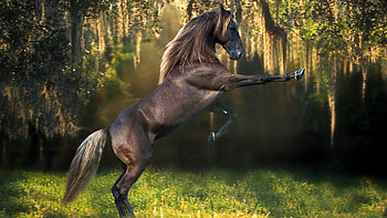 Animals, Horses HD wallpaper