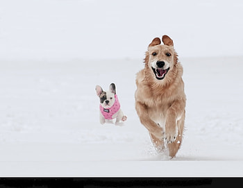 Run Baby run, snow, dogs, cute, unfair, race HD wallpaper