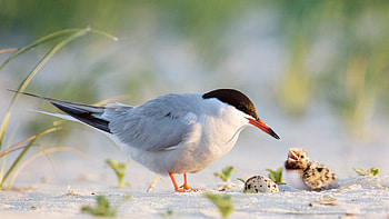 Common tern father with chick, Nickerson Beach, Long Island, New York, Animal, Tern HD wallpaper