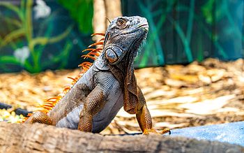 Iguana, animal, nature, reptile HD wallpaper