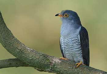 Mahler's cuckoo, Birdnote marvel, Melodious song, Nature's orchestration HD wallpaper