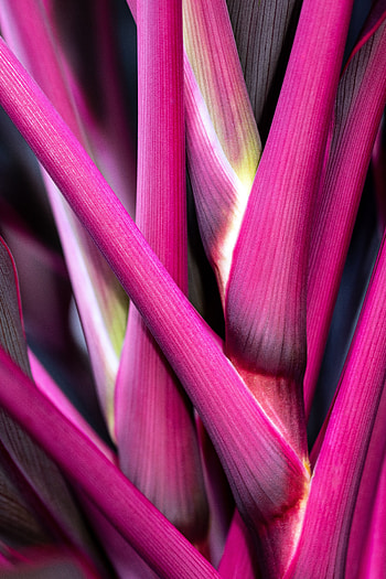 Pink, Plant, Macro, Stem, Stalk HD phone wallpaper