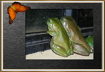 FRAMED FROGS, NATURE, FROGS, , FRAMED HD wallpaper
