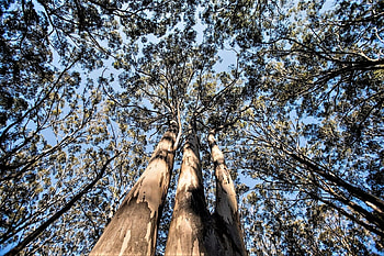 Karri forest - Australia, trees, sky, australia, forest HD wallpaper