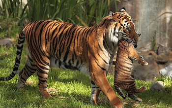 Animals, Tigers HD wallpaper