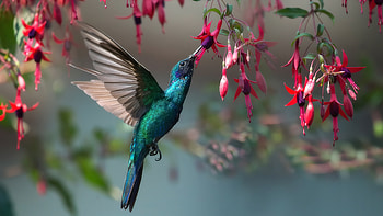 Sparkling Violetear, Hummingbirds HD wallpaper