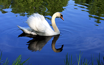 Animals, Birds HD wallpaper