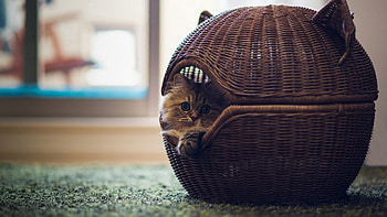 Animals, Cat, Small House, Lodge, Room, Basket HD wallpaper