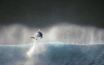Animals, Dolfins HD wallpaper