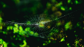 Spider-web, nature, insect, macro HD wallpaper