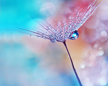 Dew drops, flower, macro, Huawei Mediapad HD wallpaper