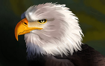 Art, Bird, Head, Eagle HD wallpaper